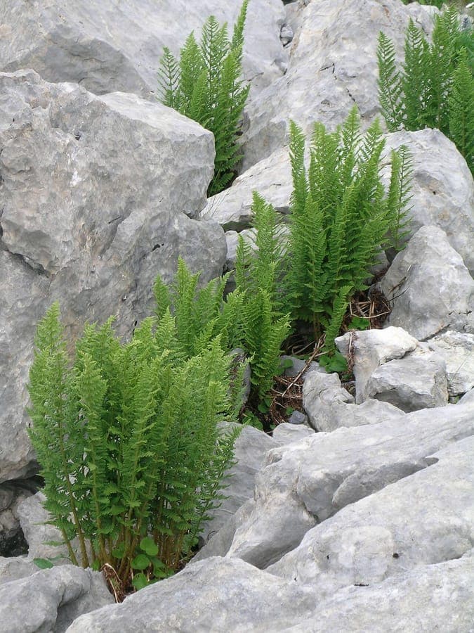 Dryopteris villarii (starrer Wurmfarn) grune Wedel im Bergschatten