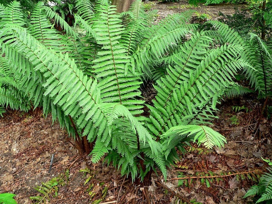 Delicate green feathery fronds of alpine woodfern against bark