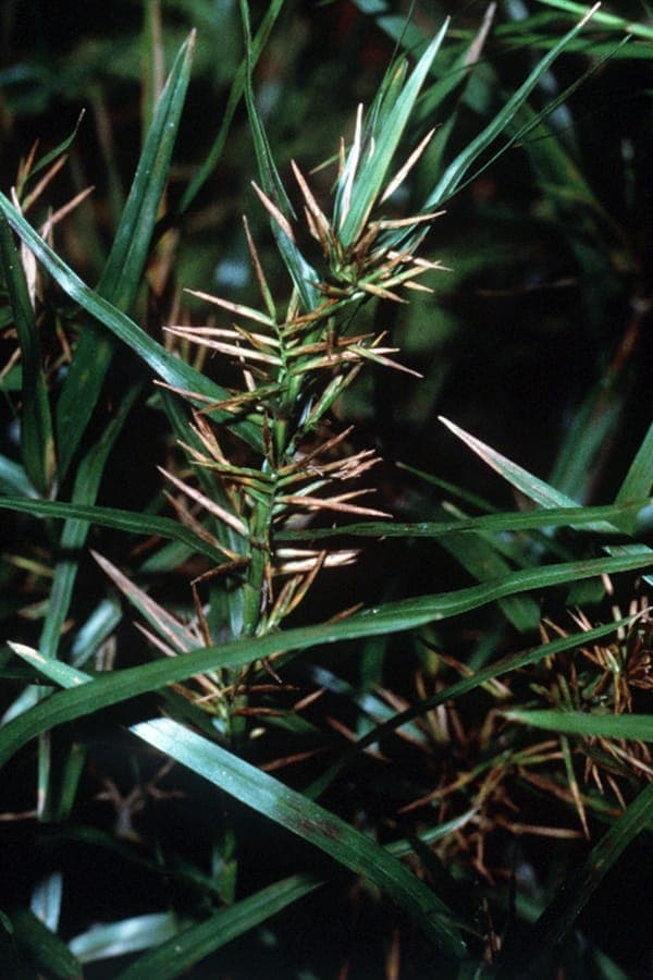 Dulichium arundinaceum threeway sedge with bamboo-like stems at a natural pond edge