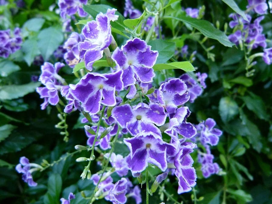Duranta erecta mit lebhaften violetten Bluten und goldenen Beeren