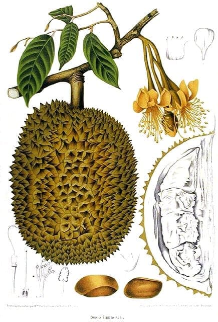 Ripe durian fruit with distinctive spiky exterior on the tree