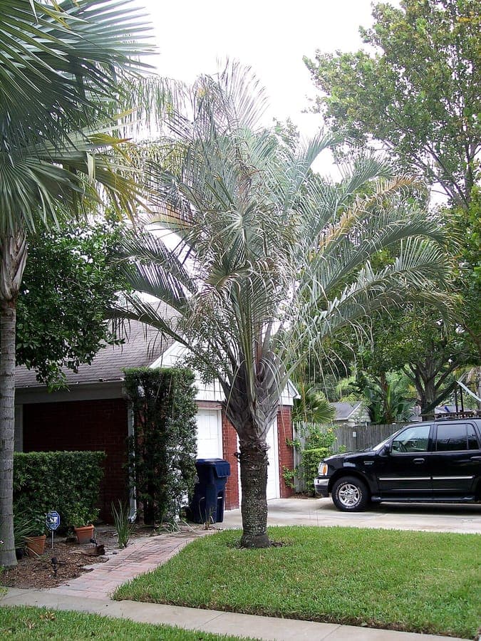 Dypsis decaryi palmboom met driehoekige bladeren