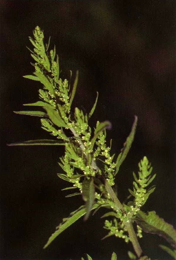 Jerusalem-tea plant with characteristic green foliage and dense flower clusters