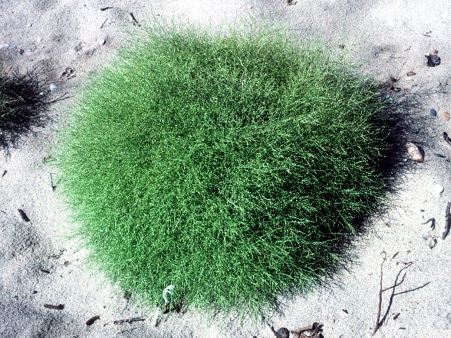 Flügel-Pigweed Pflanze mit charakteristischer Rollstruktur