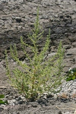 Druifkruid (Dysphania botrys) in volle bloei in een mediterrane borders