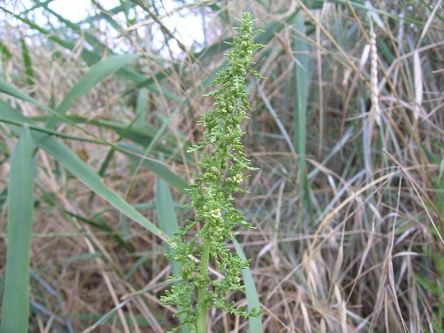 Dysphania multifida with finely divided leaves