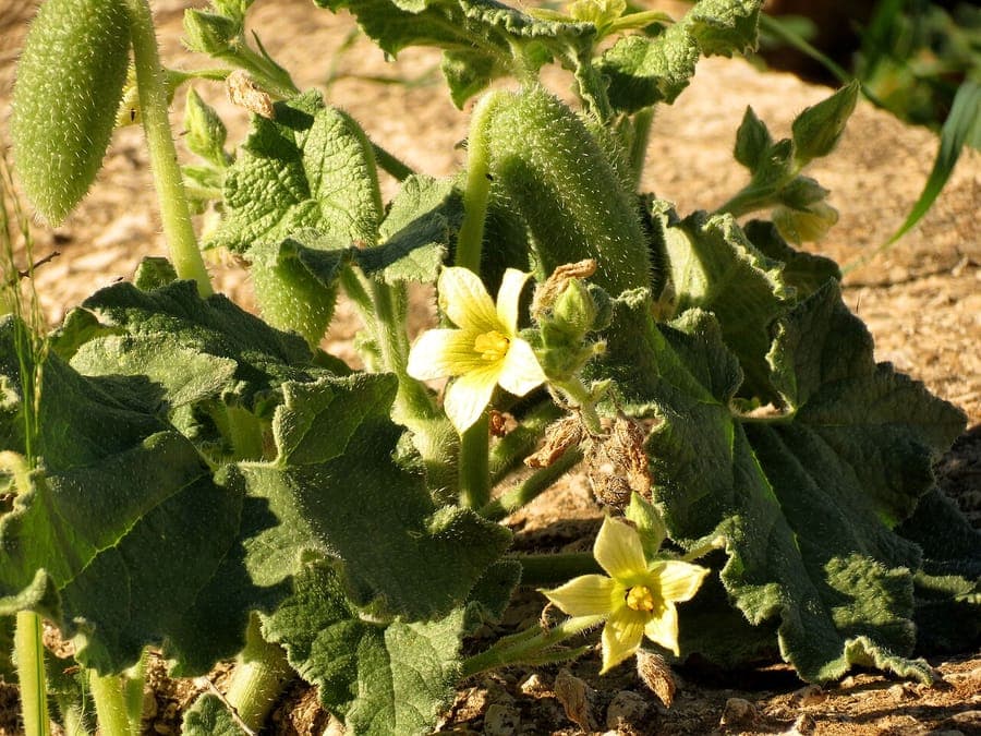 Concombre qui gicle avec ses fruits arrondis et épineux