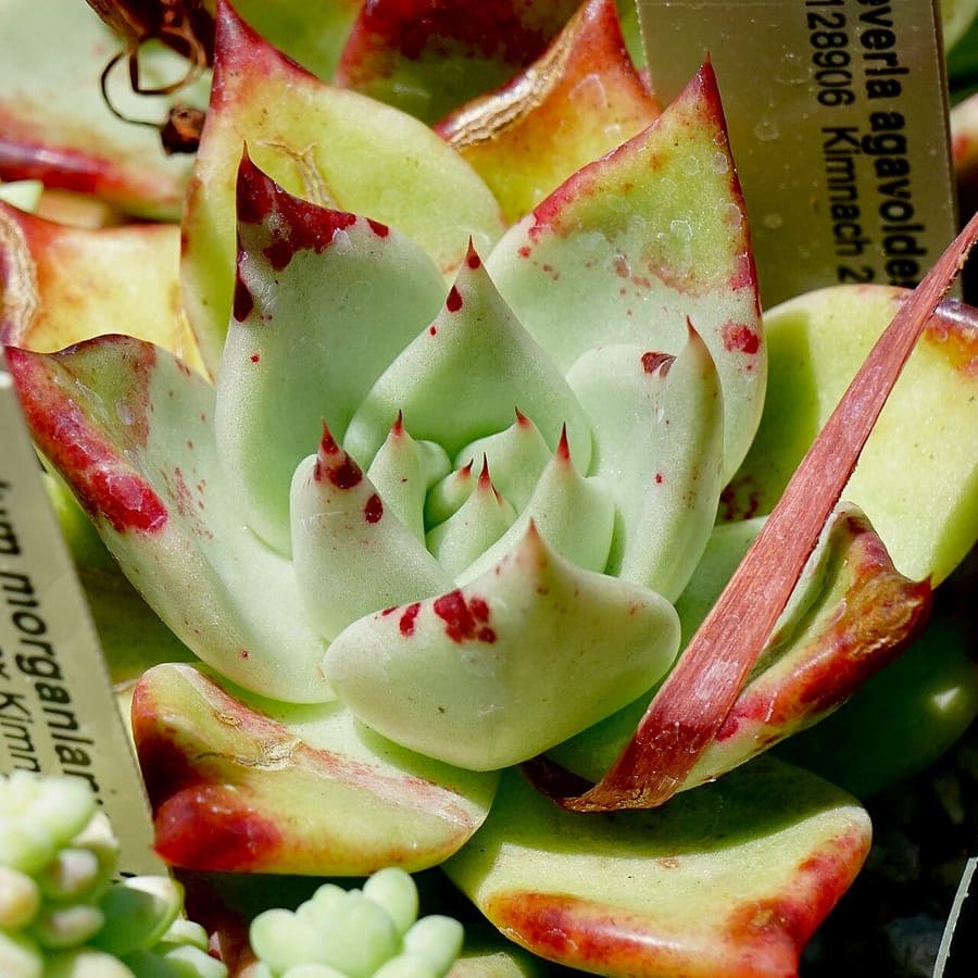 Echeveria agavoides molted-wax vetplant in volle groei