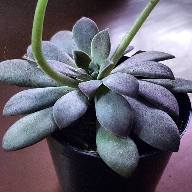 Echeveria carnicolor Rosette mit fleischigen Blattern