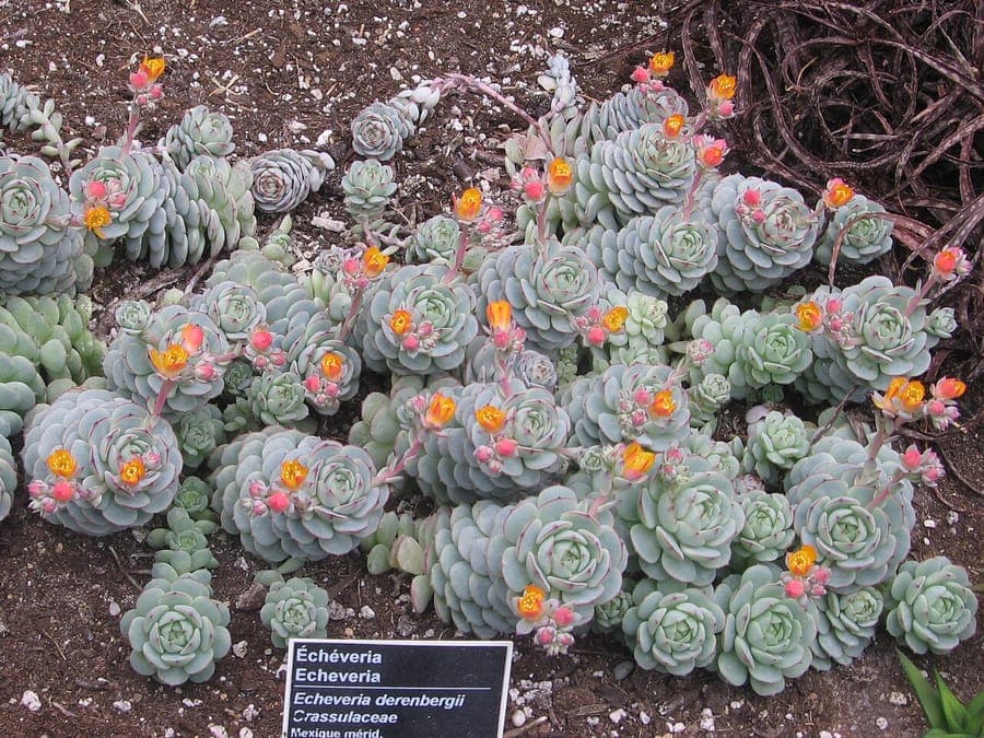 Echeveria derenbergii (painted lady) with red-tinted leaves