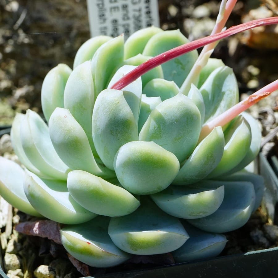 Echeveria elegans rosette with soft blue-green leaves and pink-tinged edges