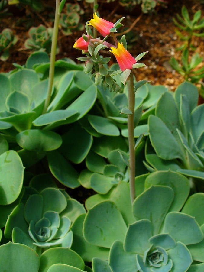 Rosette Echeveria gibbiflora avec feuilles gris-bleu