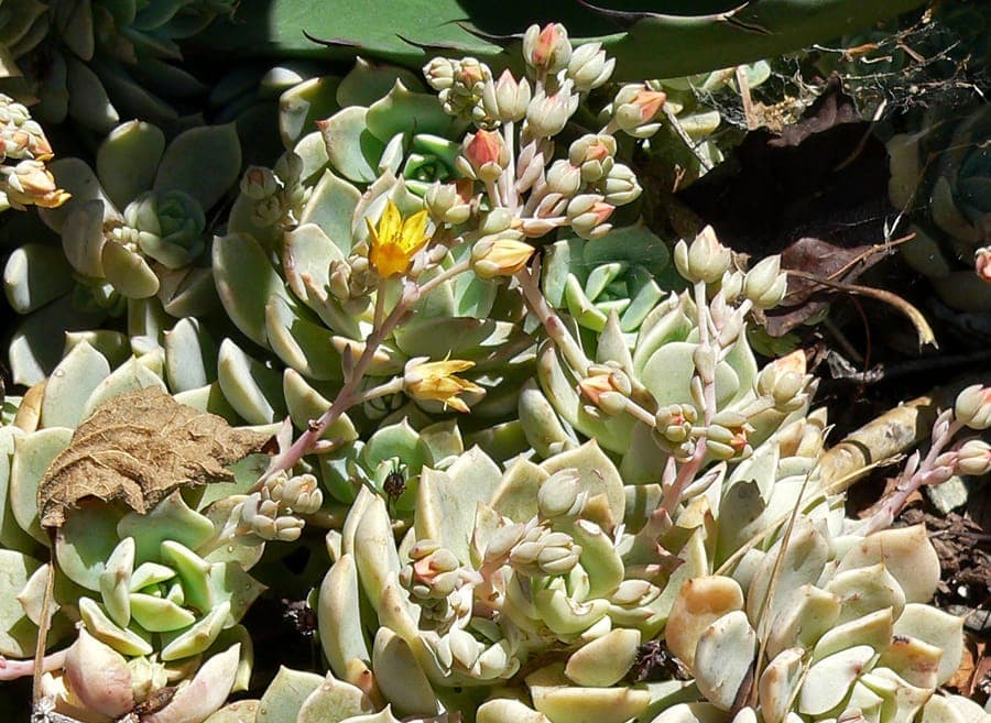 Koperbloemige echeveria met rosette vorm