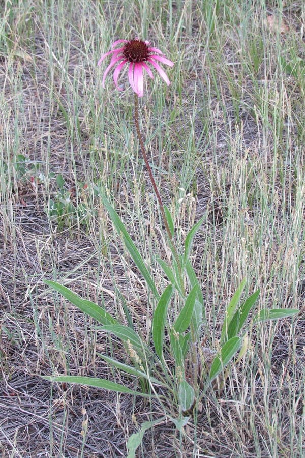 Een paarse bloem van Black-sampson echinacea in volle bloei op een zonnige graslandtuin