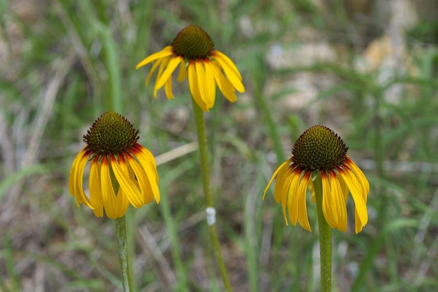 Yellow coneflower with yellow rays and red center