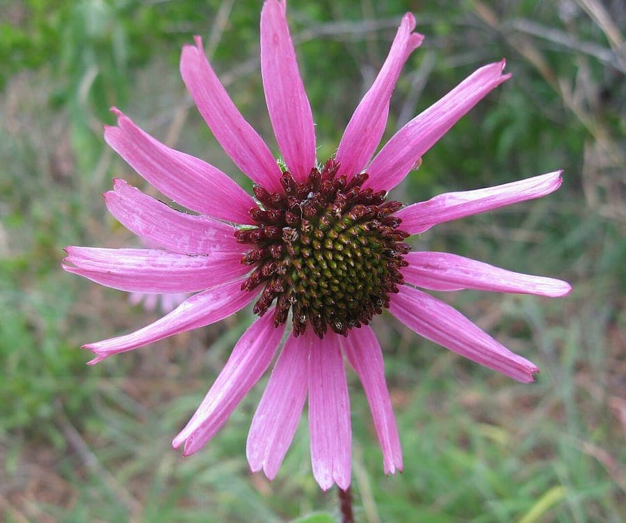 Echinacea tennesseensis Tennessee violette Kegelblume mit rosa-violetten Blutenblattern