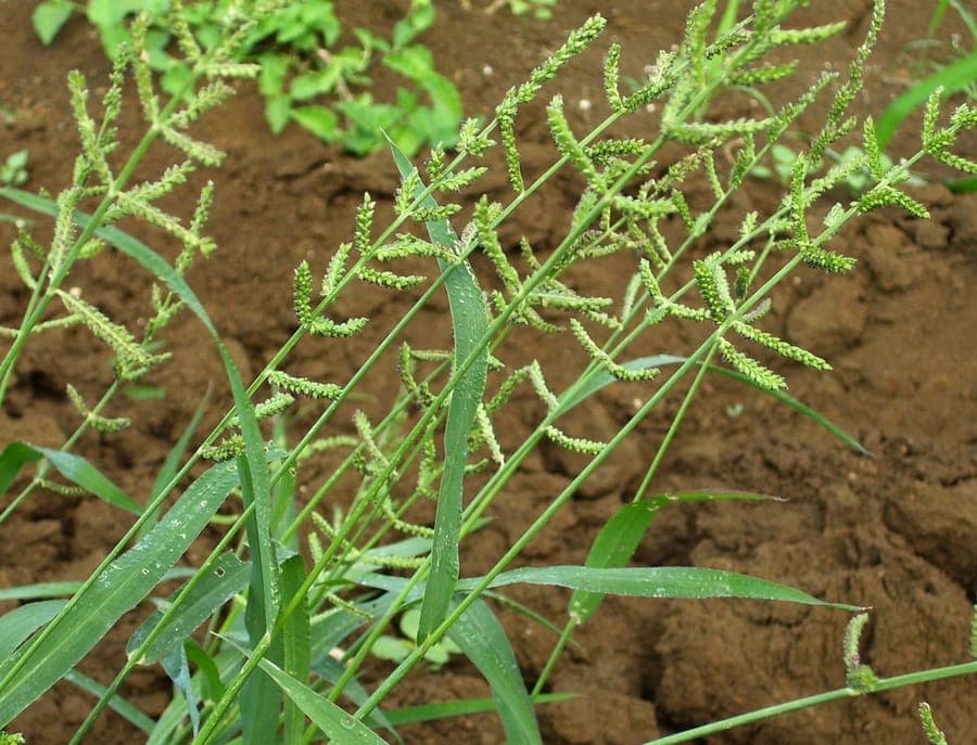 Rechtopstaande paarse bloempluimen op fijnbladige grasspriet