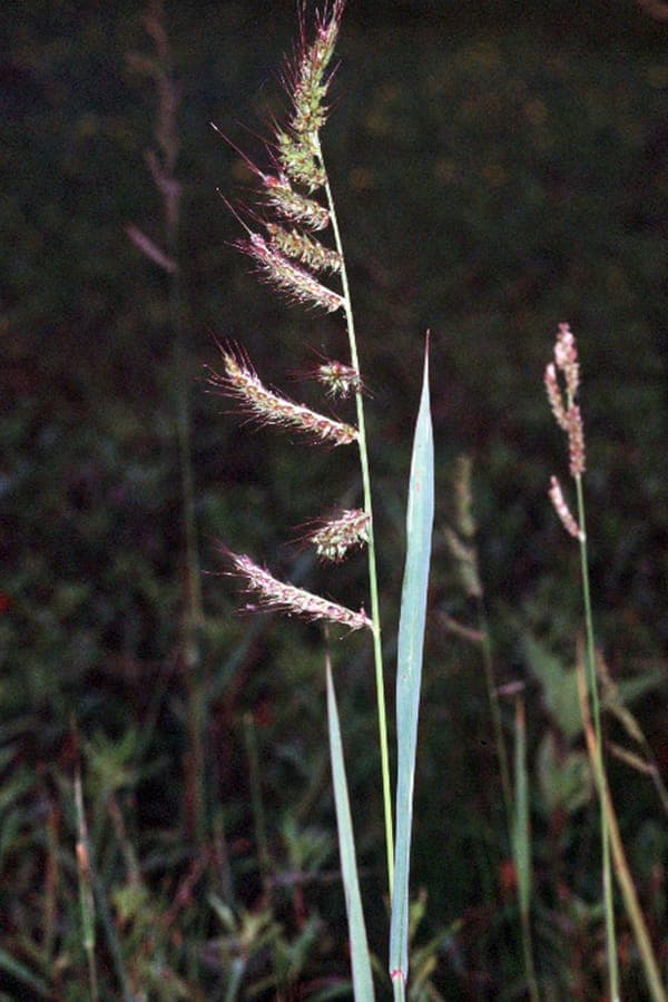 Gewöhnliche Hühnerhirse in voller Blüte am Teichufer, mit weichen goldbraunen Rispen