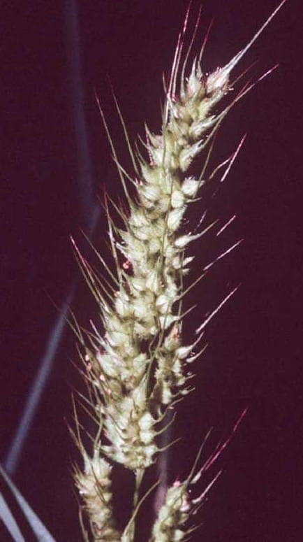 Borstige Hühnerhirse in vollem Wachstum mit steifen stacheligen Blutendolden