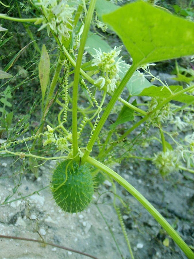 Wild cucumber climbing up a wooden trellis, showing delicate white flowers and spiky fruits in late summer