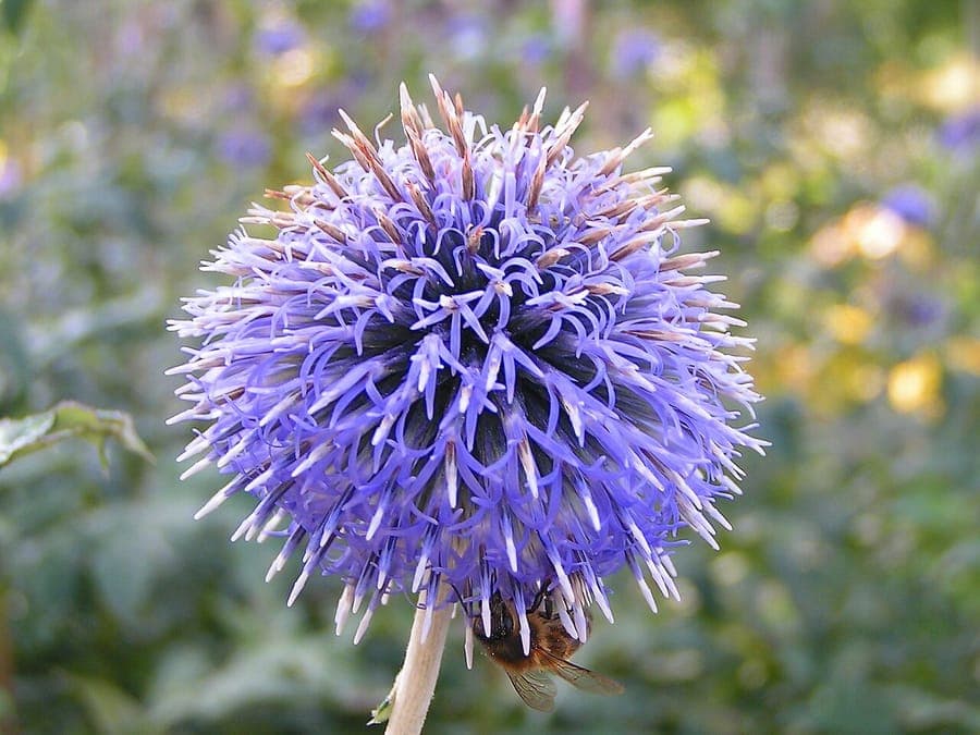 Boule azurée avec fleurs en têtes sphériques bleu azur sur tiges robustes avec feuillage gris-vert épineux