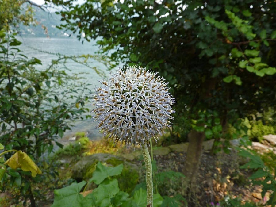 Oursin haut avec ses fleurs globuleuses bleu-pourpre
