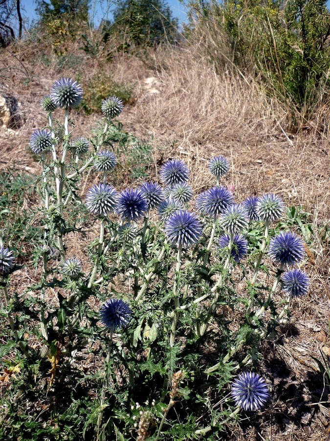 Chardon bleu avec fleurs en têtes sphériques bleu-pourpre sur tiges fines avec feuillage gris-vert finement découpé