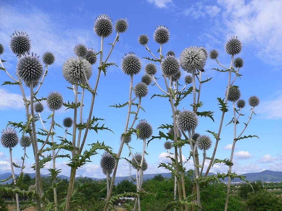 Beklierde kogeldistel met blauwachtige kogelbloemen in een zonnige bordersituatie