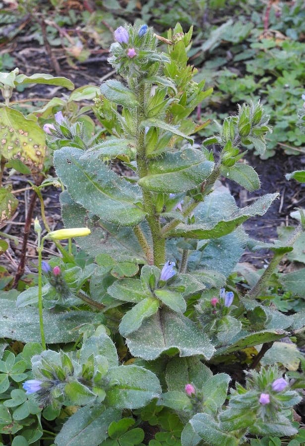 Echium parviflorum fine purple flower spike