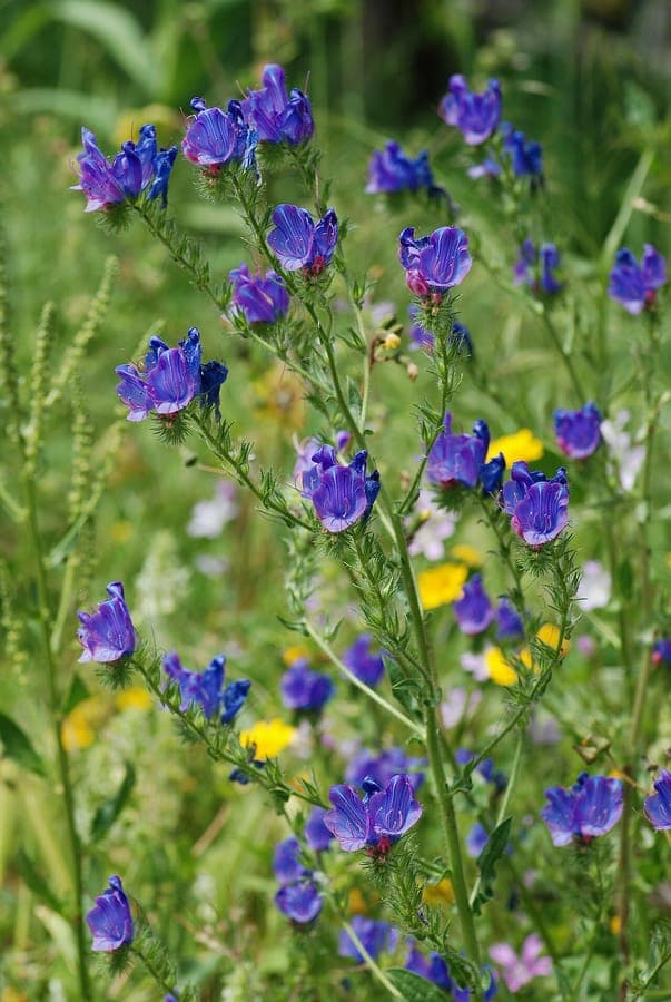 Blue echium in full bloom on a sunny, dry meadow slope