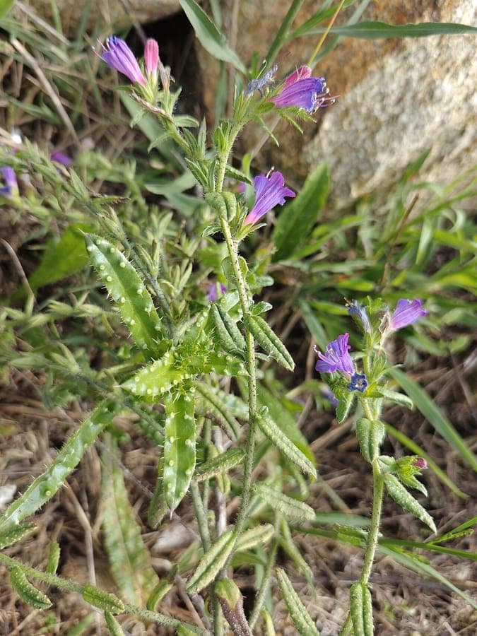 Echium rosulatum vipérine avec fleurs violettes