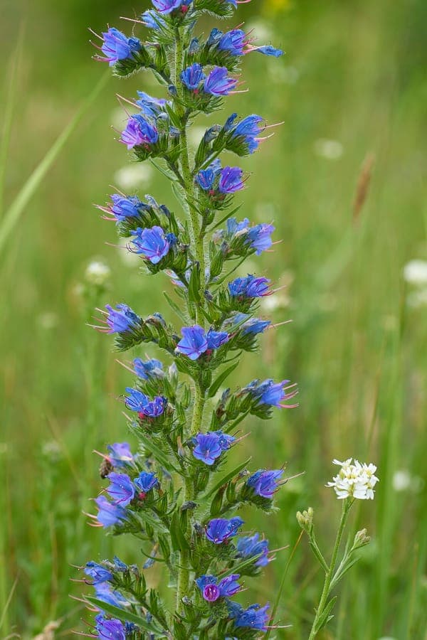 Echium vulgare with intense blue flowers on tall spikes
