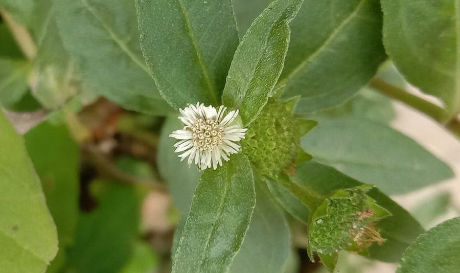 Eclipta prostrata white twinheads in full growth