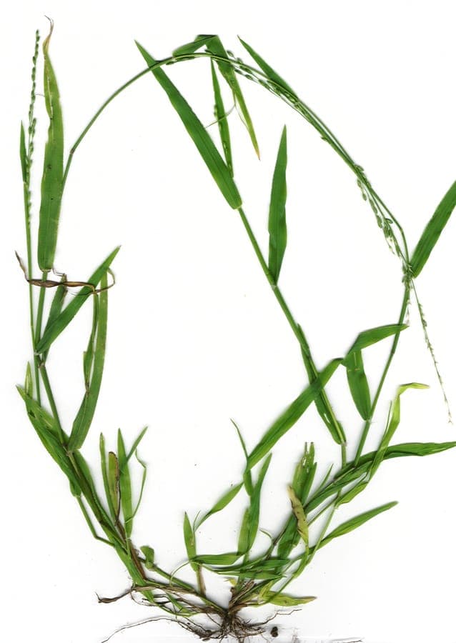 Fine-textured foliage of panic veldtgrass with delicate inflorescences