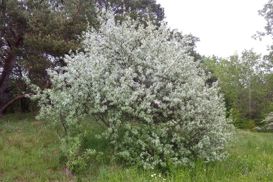 Russian-olive tree with silvery leaves and orange berries in late autumn