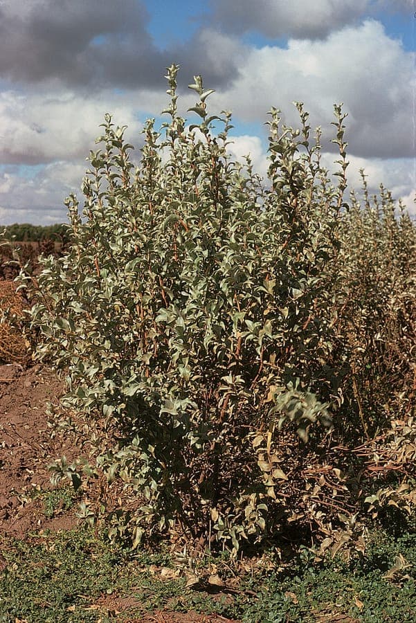 Silverberry plant with silvery foliage