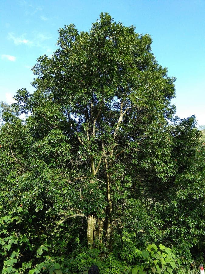 Olivenbaum von Ceylon mit grunem Laubwerk und charakteristischen Fruchten