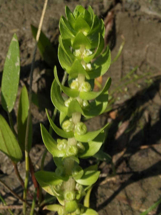 Elatine alsinastrum with delicate white flowers in wet habitat