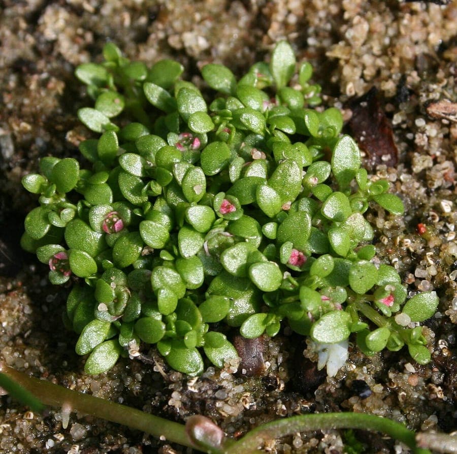 Six-stamen waterwort in bloom along the edge of a natural pond