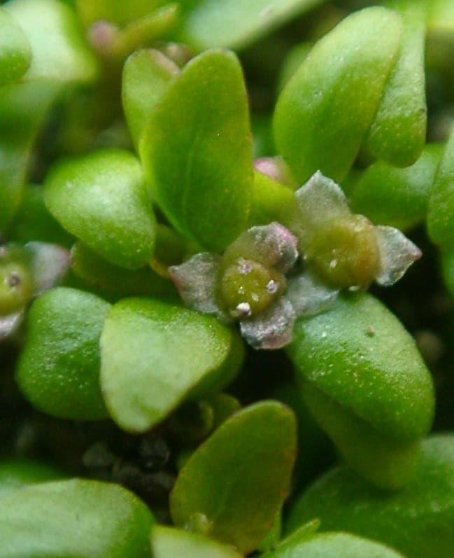 Dreimänniges Tännel in einem flachen Teich, mit kleinen violetten Blüten über dem zarten Laub.