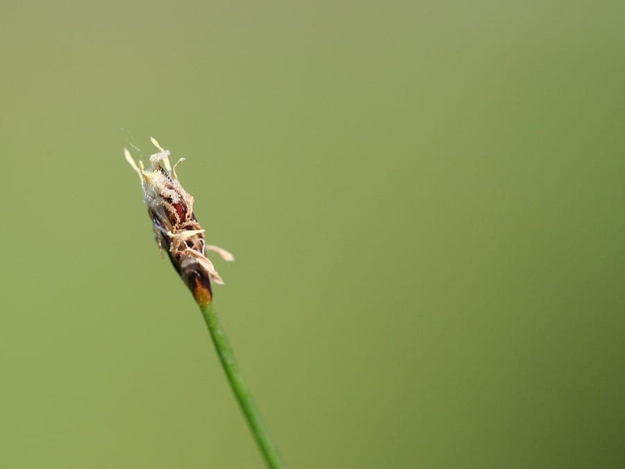 Nadel-Sumpfsimse am Teichrand, dichtes, grünes Wuchsverhalten