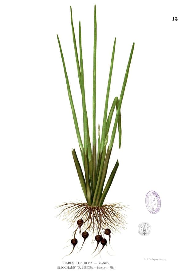 Eleocharis dulcis waterplant met rechtopstaande groene halmen