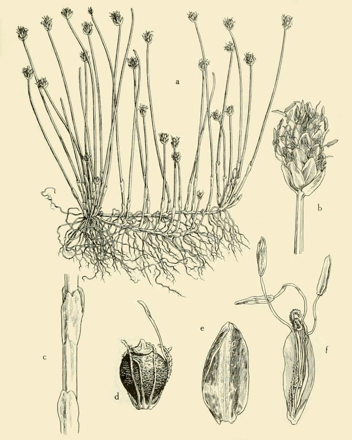 Yellow spikerush with fine foliage in wet environment
