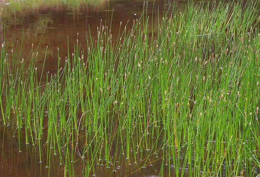 Éléocharide des marais en bordure naturelle de bassin, formant une touffe dense