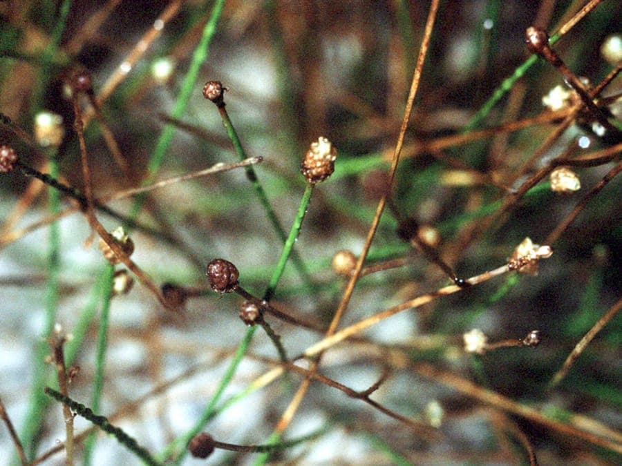 Kleine Sumpfbinse am Teichrand mit feinen grünen Halmen