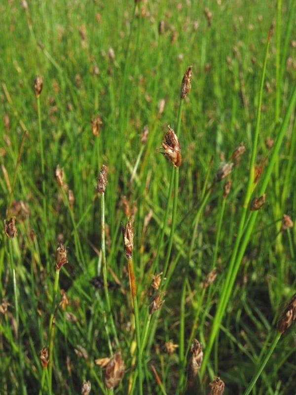 Scirpe pauciflore en touffes denses au bord d'un étang, avec de fines tiges vertes et des épis floraux discrets