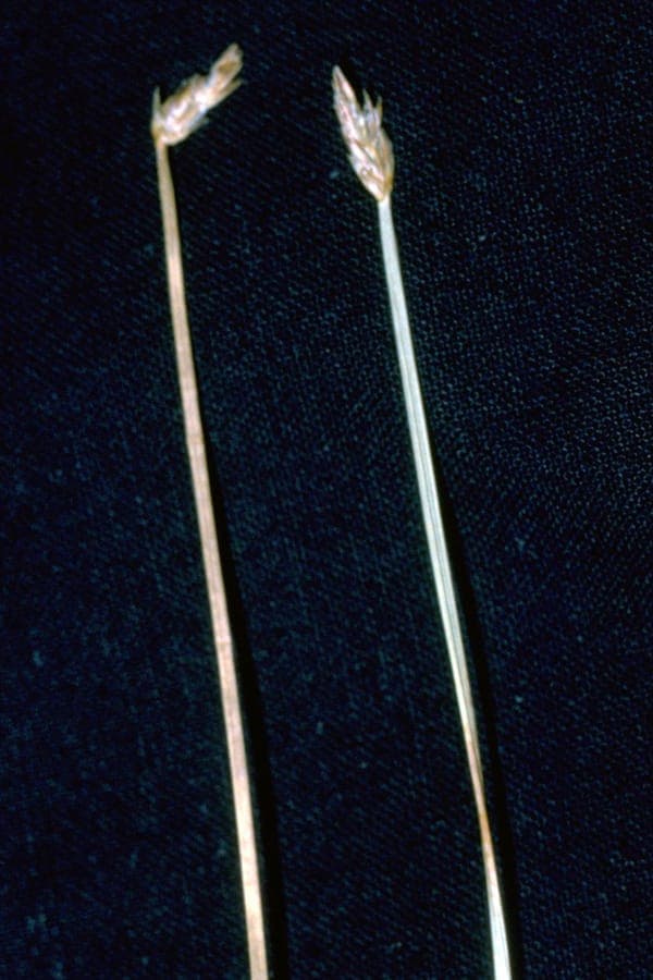Eleocharis rostellata - beaked spikerush with arching stems at a wetland edge