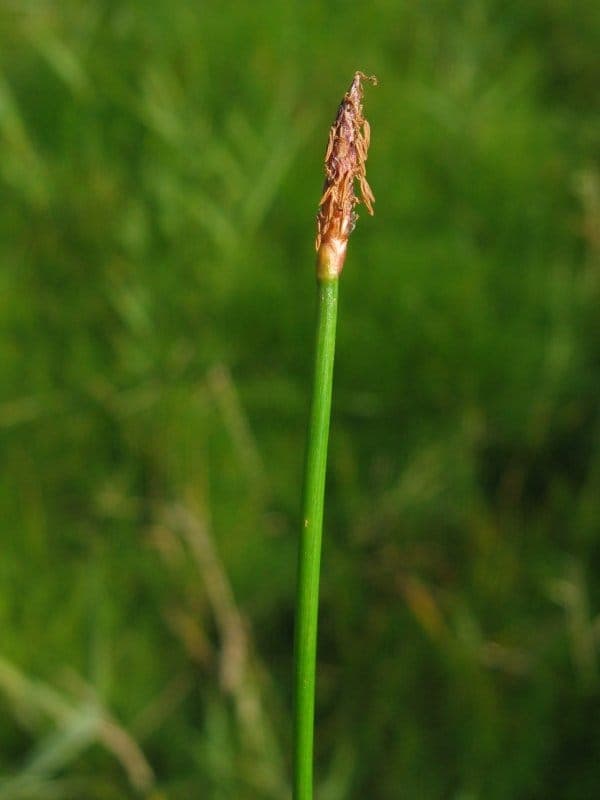 Einspelzige Sumpfsimse (Eleocharis uniglumis) in flachem Wasser mit schlanken grünen Halmen und braunen Blütenständen
