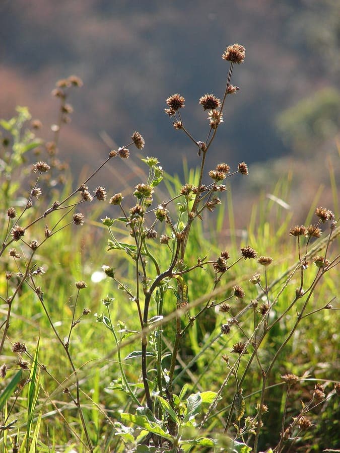 Elephantopus mollis met zijn brede, ronde bladeren en kleine witte bloempjes in een tropisch landschap