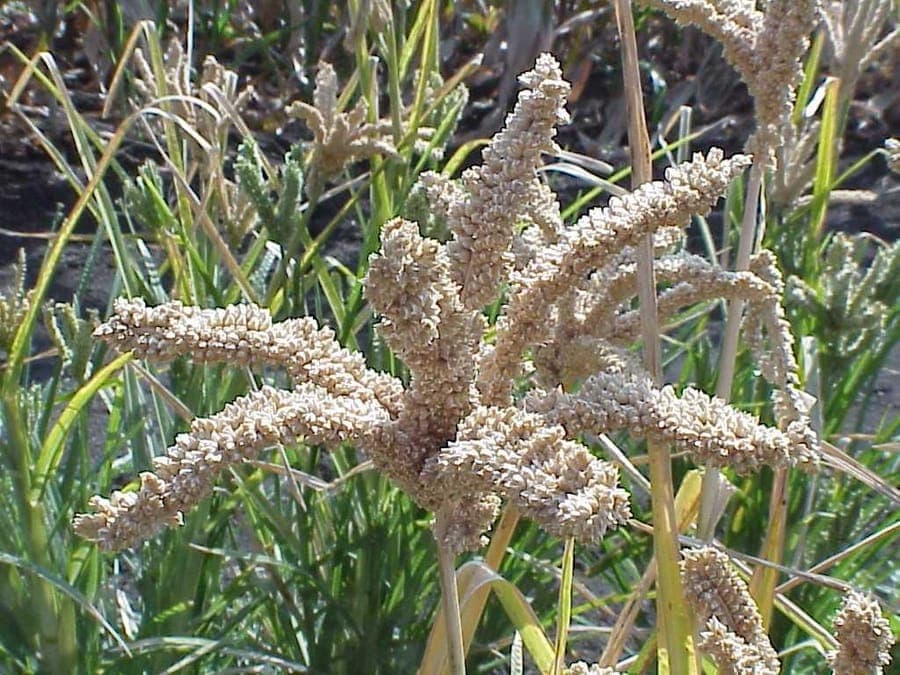 Finger millet plant with distinctive finger-like seed heads characteristic of Eleusine coracana